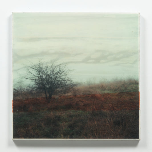 18X18 | Under The Branches